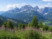 Distelblüten am Wegrand mit Sextener Dolomiten Ausblick